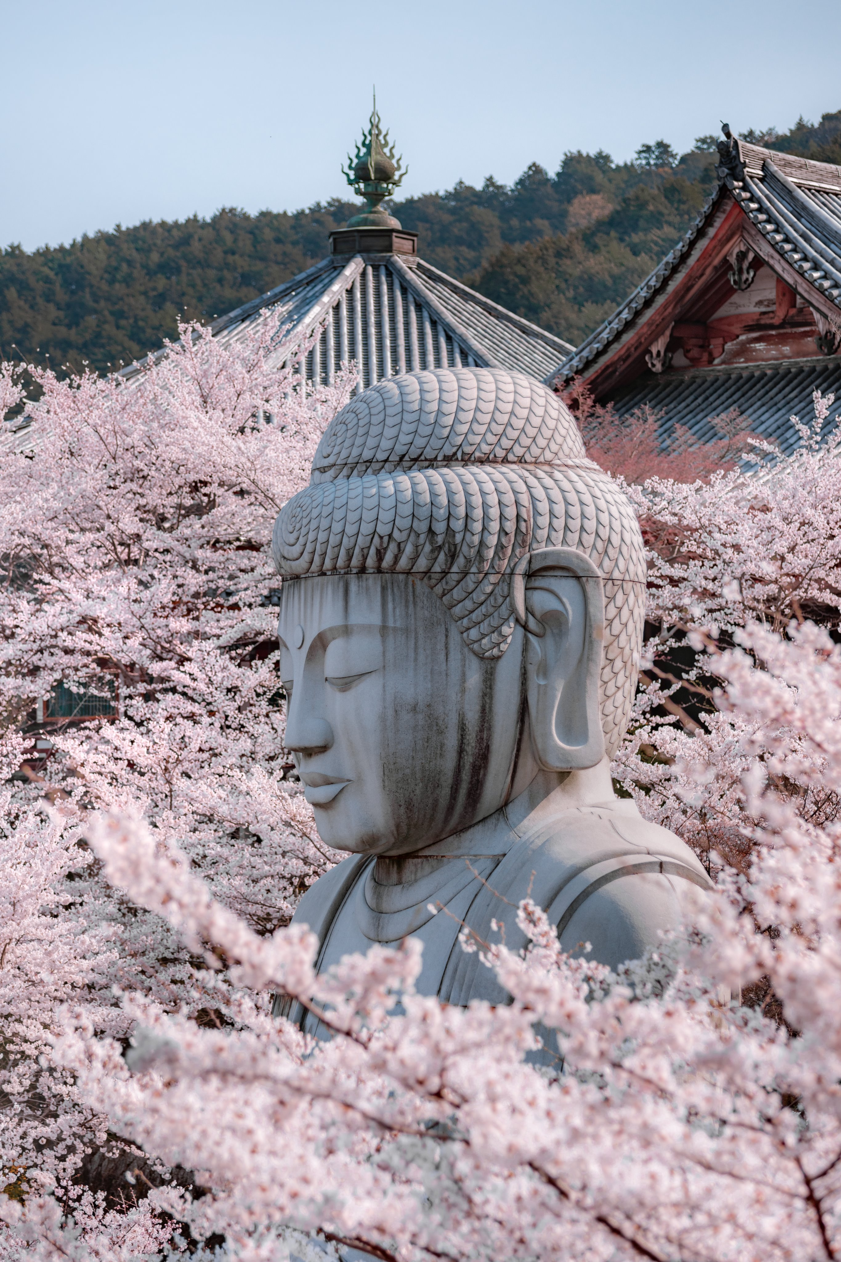 日本佛教宗派关系图